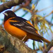 state bird of Maryland:  Baltimore Oriole