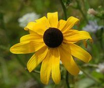 State Flower of Maryland:  Black Eyed Susan