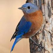 State Bird  of Missouri and New York: Eastern Bluebird