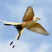 State Bird of Oklahoma:  Scissor-tailed flycatcher