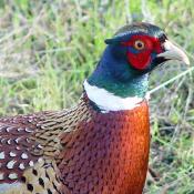 State Bird of South Dakota:  Ring Necked Pheasant