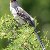 State Bird of Texas, Arkansas, Florida, Mississippi, and Tennessee:  Mockingbird