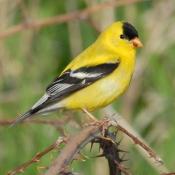 State Bird of Washington, Iowa, and New Jersey: American Goldfinch