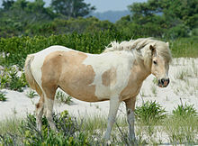  Chincoteague Ponies