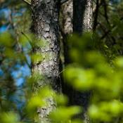 State Symbol Tree of Arkansas: Loblolly Pine