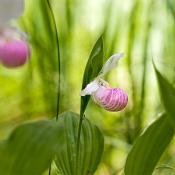 Minnesota state flower:  Lady's Slipper