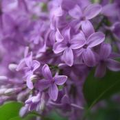 State Flower of New Hampshire:  Purple Lilac