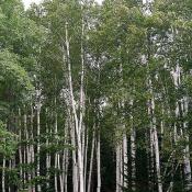 State Tree of New Hampshire:  White Birch