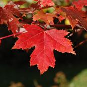 State Tree of Rhode Island:  Red Maple