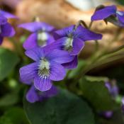 State Flower of Rhode Island:  Violet