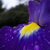 State Flower of Tennessee:  Purple Iris