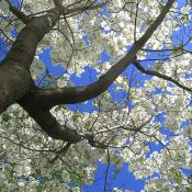 State Tree of Virginia: Flowering Dogwood