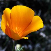 State Flower of California:  Poppy