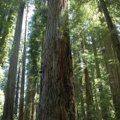 State Tree of California:  Redwood