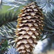 State Tree of Colorado:  Blue Spruce