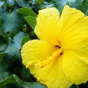 State Flowr of Hawaii:  Yellow Hibiscus
