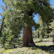 State Tree of Idaho: Western White Pine