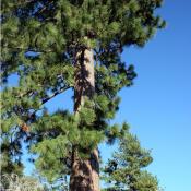State Tree of Montana: Ponderosa Pine