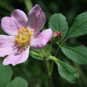 State Flower of North Dakota: Wild Prairie Rose