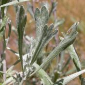 State Flower of Nevada: Sagebrush