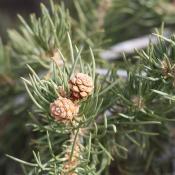 State Tree of Nevada: Pinyon or Bristlecone Pine