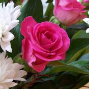 State flower of New York: Rose