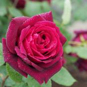 State Flower of Oklahoma: Rose