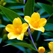 State Flower of South Carolina:  Yellow Jessamine
