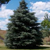 State Tree of South Dakota: Black Hills Spruce