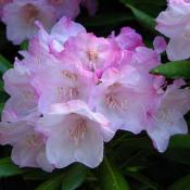 State Flower of Washington:  Rhododendron