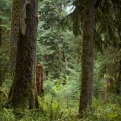 State Tree of Washington: Western Hemlock
