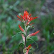 State Flower of Wyoming: Indian Painbrush