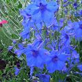 larkspur, flower for the month of July