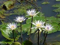 Water Lily, flower for the month