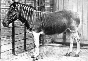 quagga became extinct June 13, 1883