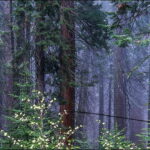 California - Sequoia-King's Canyon Park