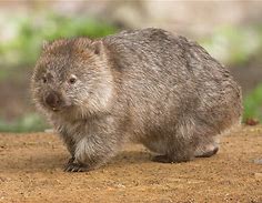 Wombat Day, October 22